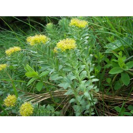 World Seed Supply 50 RHODIOLA ROSEA Seeds - Rose Root- Golden Root Stonecrop Succulent Herb by WSS