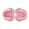 Angzhili Dental Removable Teeth Model Silica Gel Material Soft and
