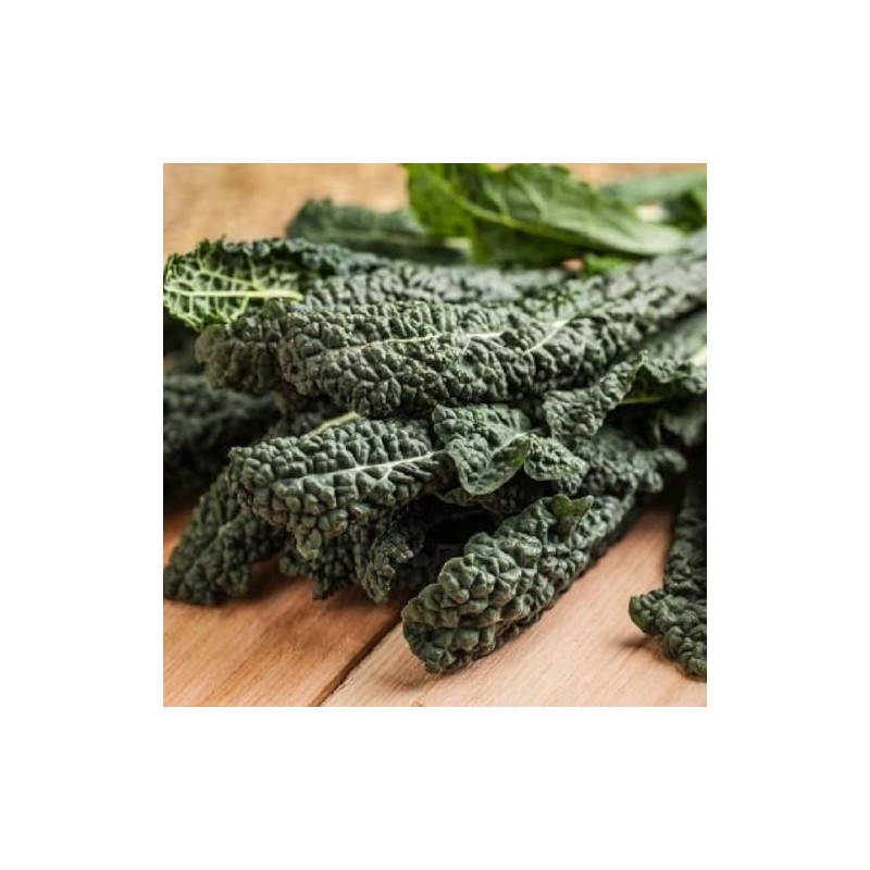 Viridis Hortus - Nero Di Toscana Borecole Curly Kale 1,500