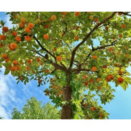 No Brand American Persimmon Tree - Live Plant 6-12" - Quart Pot - Cold Hardy Seedling