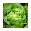 Viridis Hortus - Buttercrunch Lettuce 4,675 (4.53g's) Vegetable Seeds -