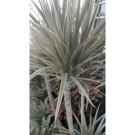 Gar-Zen Botanical Designs Madagascar Dragon Tree Silver TRI Color Popular Indoor Office Plant .