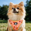COOWONE Dog Leash and Harness Set, Soft Lightweight Mesh Step-in