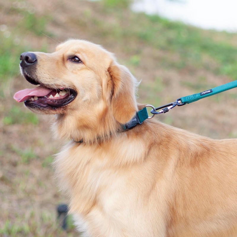 Hyhug Design Classic Basic Nylon Dog Collar, Can Install Dog