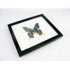 A Real Exotic Prepared Butterfly in Picture Frame Wall Picture