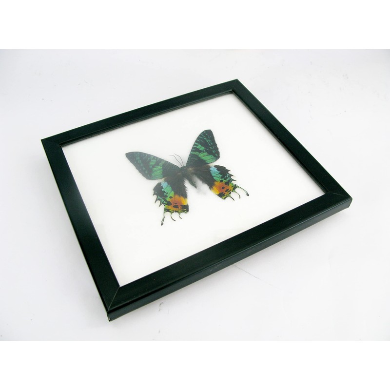 A Real Exotic Prepared Butterfly in Picture Frame Wall Picture