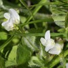Outsidepride 10 lb. Annual Subterranean Clover Seed for Pasture &