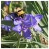 Everwilde Farms - 1 Oz Prairie Spiderwort Native Wildflower Seeds