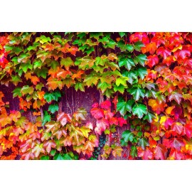 CZ Grain 50 Japanese Ivy Seeds for Planting - Easy to Grow Creeping Ivy Vine - From Iowa