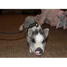 Piggy Poo and Crew 12 Foot Adjustable Harness & Leash for Mini Pigs Potbelly Pigs Piglets Ferrets Rabbits Dogs Cats Reptile Rodents Small Animals