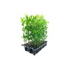 Southern Live Oak Tree | Quercus Virginiana | 10 Live