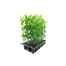 Southern Live Oak Tree | Quercus Virginiana | 10 Live Plants | Durable Picturesque Shade Tree | Dark Green Foliage