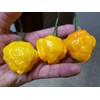 Papa Dreadie Scotch Bonnet Pepper 10+ Seeds