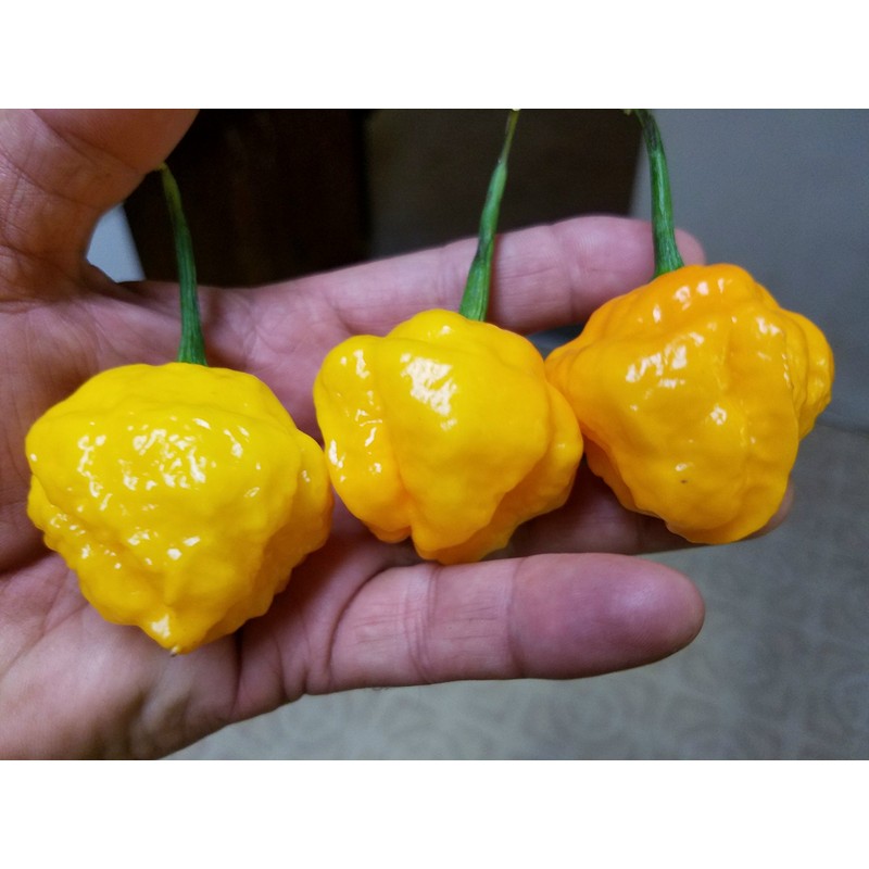 Papa Dreadie Scotch Bonnet Pepper 10+ Seeds