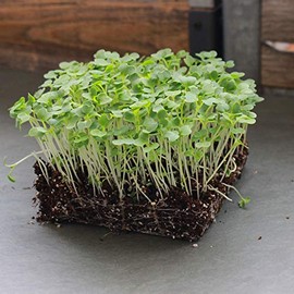 White Stem Pak Choi Cabbage Seeds: 5 Lb - Bulk, Non-GMO Pakchoi Sprouting Seeds - Micro Greens, Vegetable Gardening