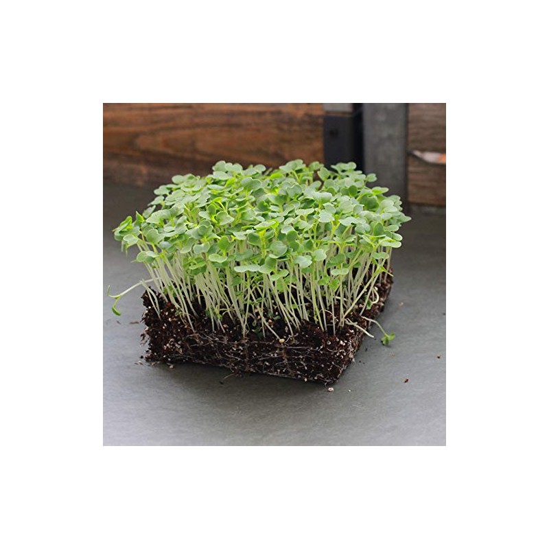 White Stem Pak Choi Cabbage Seeds: 5 Lb - Bulk,