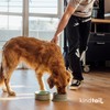 KindTail Dog Travel Bowls - Set of 2 Portable Pet