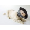 All Four Paws Comfy Cone Pet Cone for Dogs, Cats,