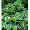 Vulcan Hosta - Shade Plant 24" Tall