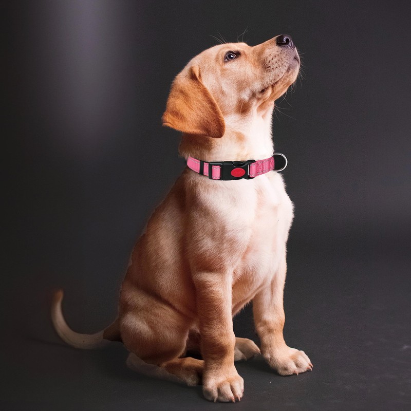Reflective Nylon Dog Collar with Safety Buckle, Adjustable Pet Collars