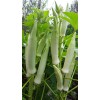 Unbranded 100+ Silver Queen Okra Seed Heirloom Non-Gmo Organic