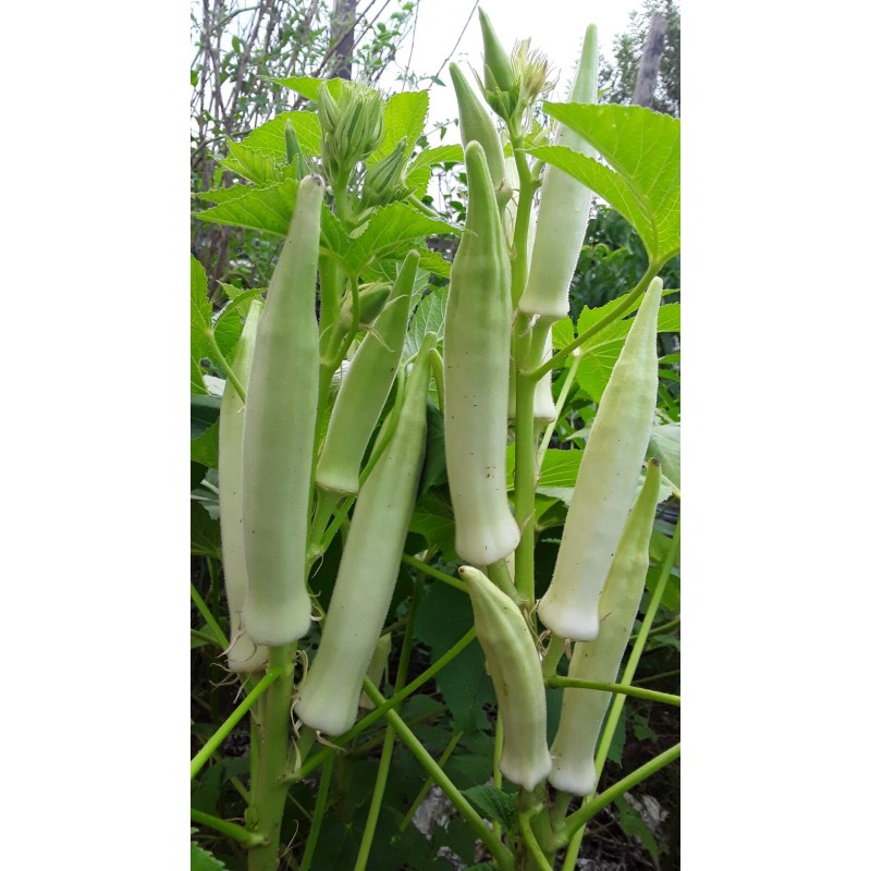 Unbranded 100+ Silver Queen Okra Seed Heirloom Non-Gmo Organic