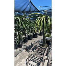 Cactus 10 Dragon Fruit  cuttings 8-12 inches long check Description