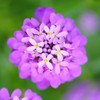 Candytuft Seeds - Rose Cardinal - Packet - Pink/Purple Flower