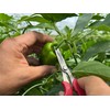 Ars Corporation YS-38 Vegetable Harvesting Shears, Round End, Stainless Steel