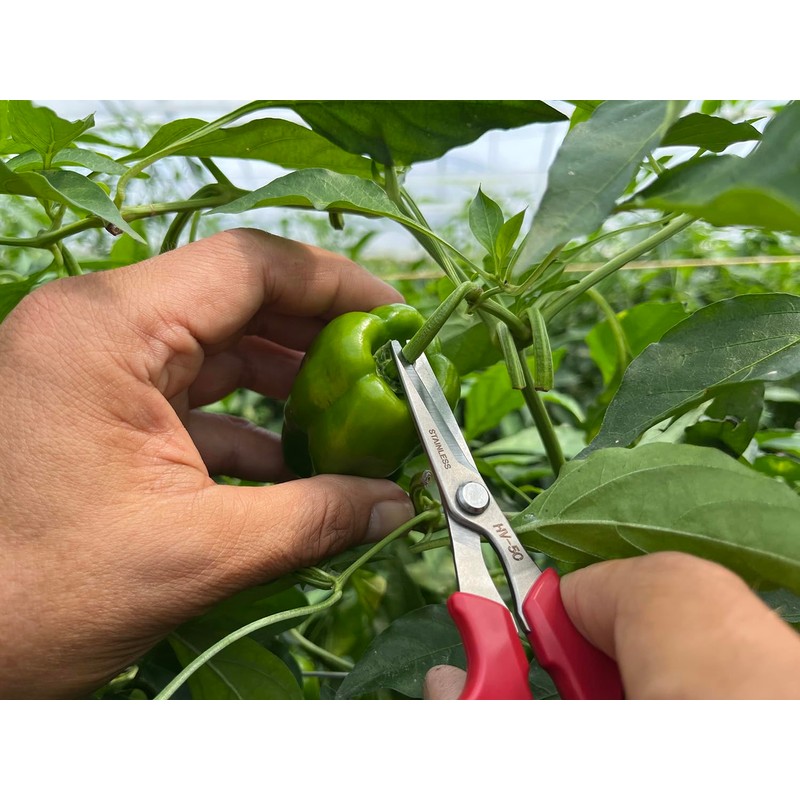 Ars Corporation YS-38 Vegetable Harvesting Shears, Round End, Stainless Steel
