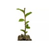 The Jonsteen Company Cork Oak | Medium Tree Seedling |