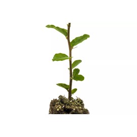 The Jonsteen Company Cork Oak | Medium Tree Seedling | The Jonsteen Company
