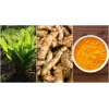 Unbranded 5 PCs Turmeric Roots Curcuma Longa Ready To Plant