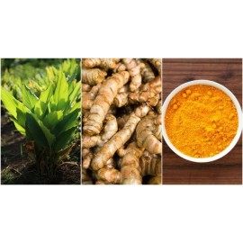 Unbranded 5 PCs Turmeric Roots Curcuma Longa Ready To Plant