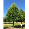Willow Oak Tree | 10 Live Plants | Quercus Phellos