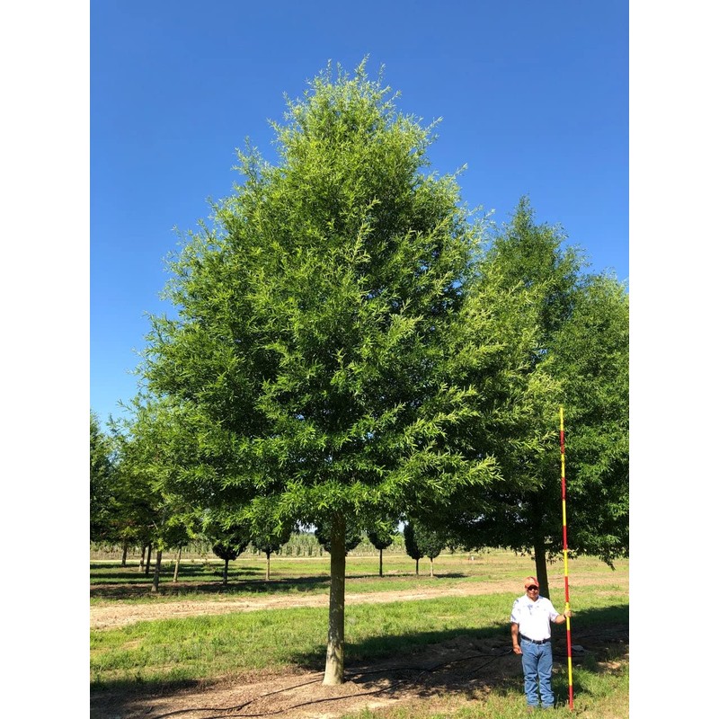Willow Oak Tree | 10 Live Plants | Quercus Phellos