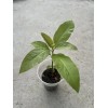 Avocado Tree 10” With Pot Seedling Live Plant Ready To