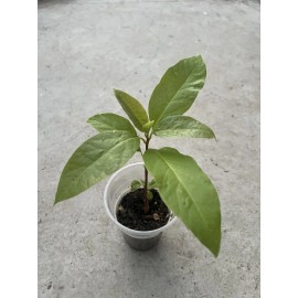 Avocado Tree 10” With Pot Seedling Live Plant Ready To Plant