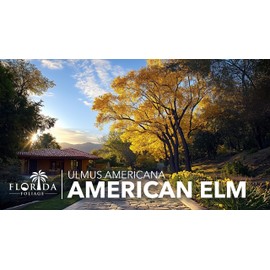 American Elm | 10 Live Trees | Ulmus Americana | Large Shade Canopy for Landscapes | Fast-Growing Deciduous Plants for Yards, Low Maintenance, Drought Tolerant