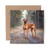 1 x Greeting Card Rhodesian Ridgeback Dog - Blank Birthday