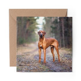 1 x Greeting Card Rhodesian Ridgeback Dog - Blank Birthday Celebration Anniversary #12487