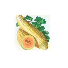 BmoreSpicy.com Banana Melon 20-100 Seeds Rare Sweet Heirloom Cantaloupe Musk Big Heirloom 24 inch (20)