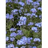 Forget Me Not Memorial Pin, Flower Design, Funeral Favour, Bereavement