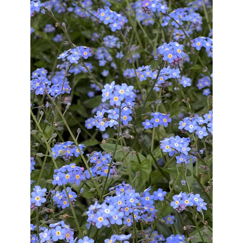 Forget Me Not Memorial Pin, Flower Design, Funeral Favour, Bereavement