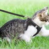 Cat Harness and Lead Set for Walking Adjustable Soft Kitten