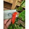 Aji Strawberry Drop Hot Pepper 25-Seeds 50,000+ Scoville Unique Creek