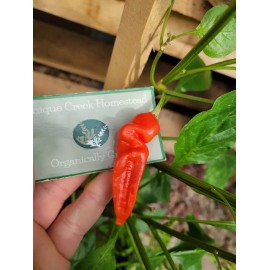 Aji Strawberry Drop Hot Pepper 25-Seeds 50,000+ Scoville Unique Creek Homestead