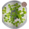 Live Dwarf Water Lettuce - Pistia Stratiotes, Floating Aquarium Plants