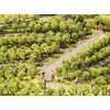 NOCH® Grape Vines 24 Vines Approx. 1.6 cm High for