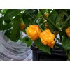 Papa Dreadie Scotch Bonnet Pepper 10+ Seeds